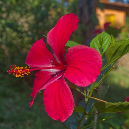 Finca Colibri Ecolodges En Pleine Nature Ferry Playa Najanjo Costa Rica Cabo Blanco Buitenkant foto