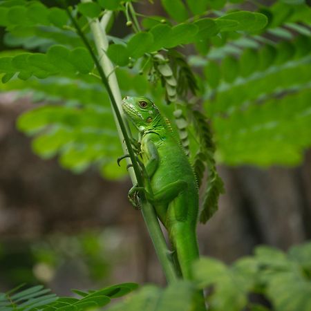 Finca Colibri Ecolodges En Pleine Nature Ferry Playa Najanjo Costa Rica Cabo Blanco Buitenkant foto