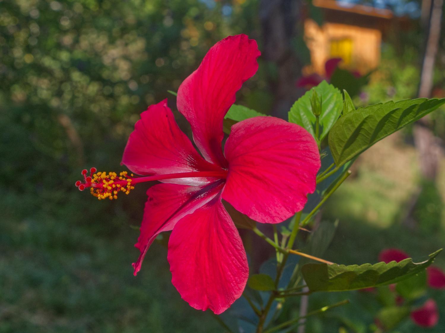 Finca Colibri Ecolodges En Pleine Nature Ferry Playa Najanjo Costa Rica Cabo Blanco Buitenkant foto